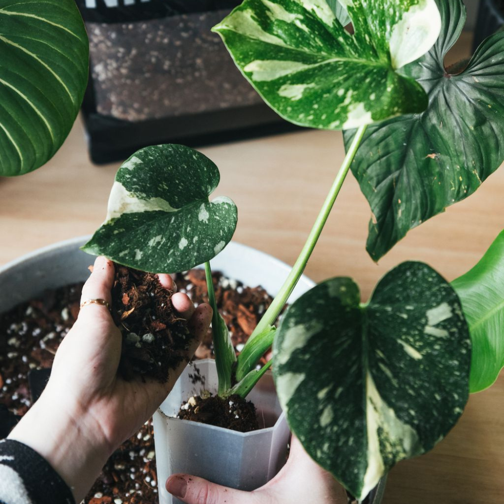 Premium Monstera and Philodendron Blend