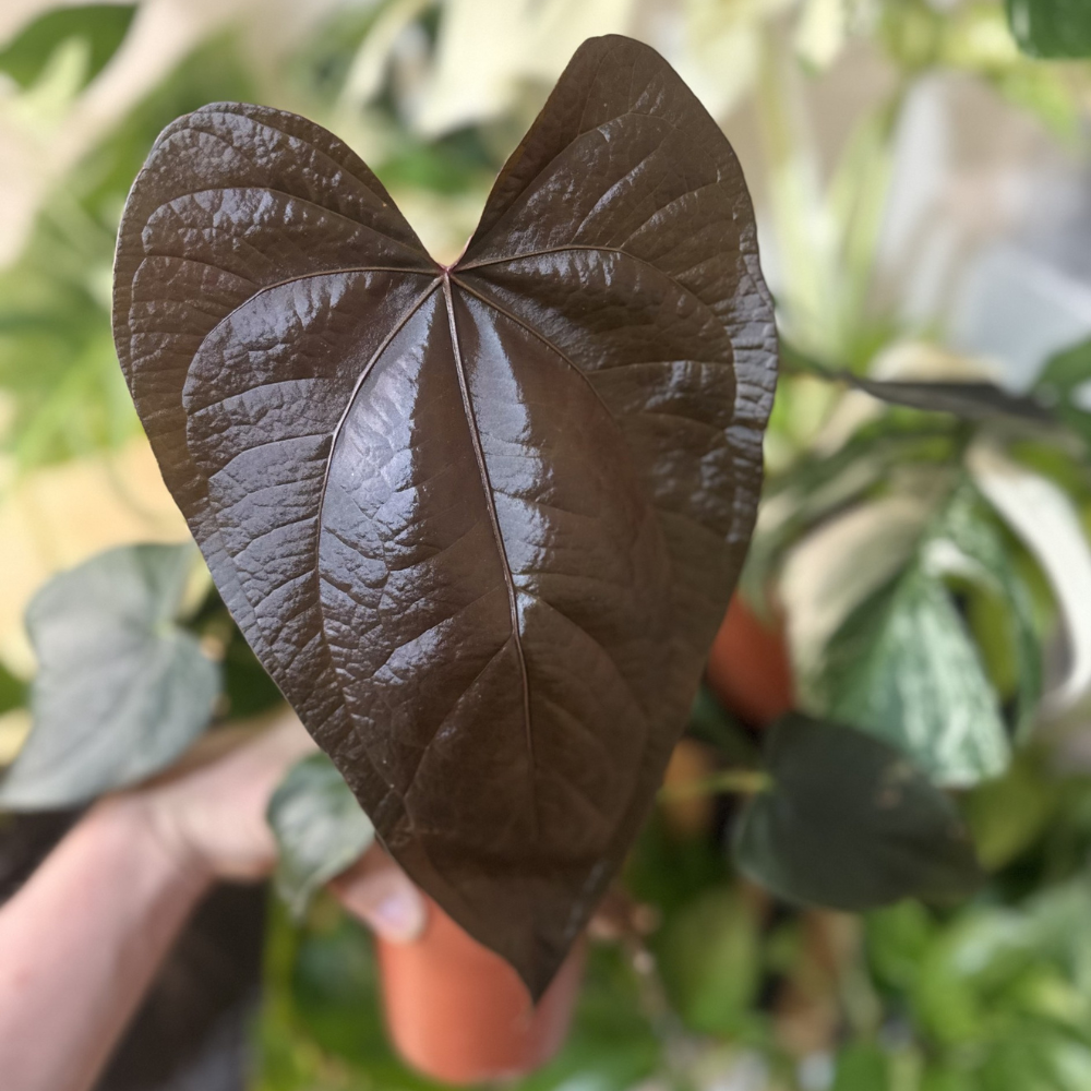 Anthurium 'Queen of Hearts'
