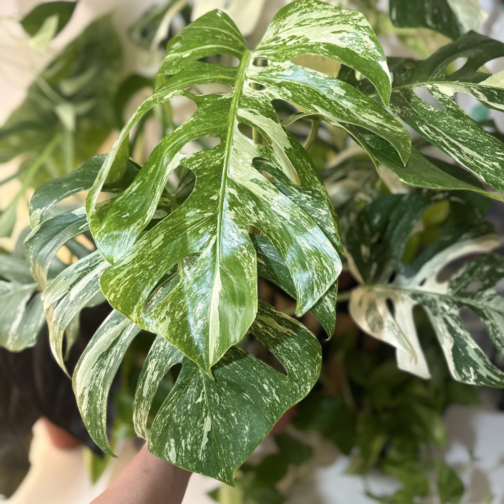 Monstera deliciosa 'Albo Variegated'