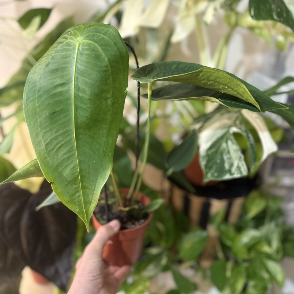 Anthurium peltigerum