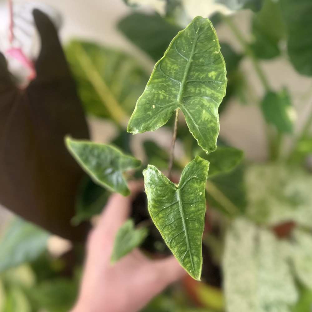 Alocasia zebrina 'Reticulata'