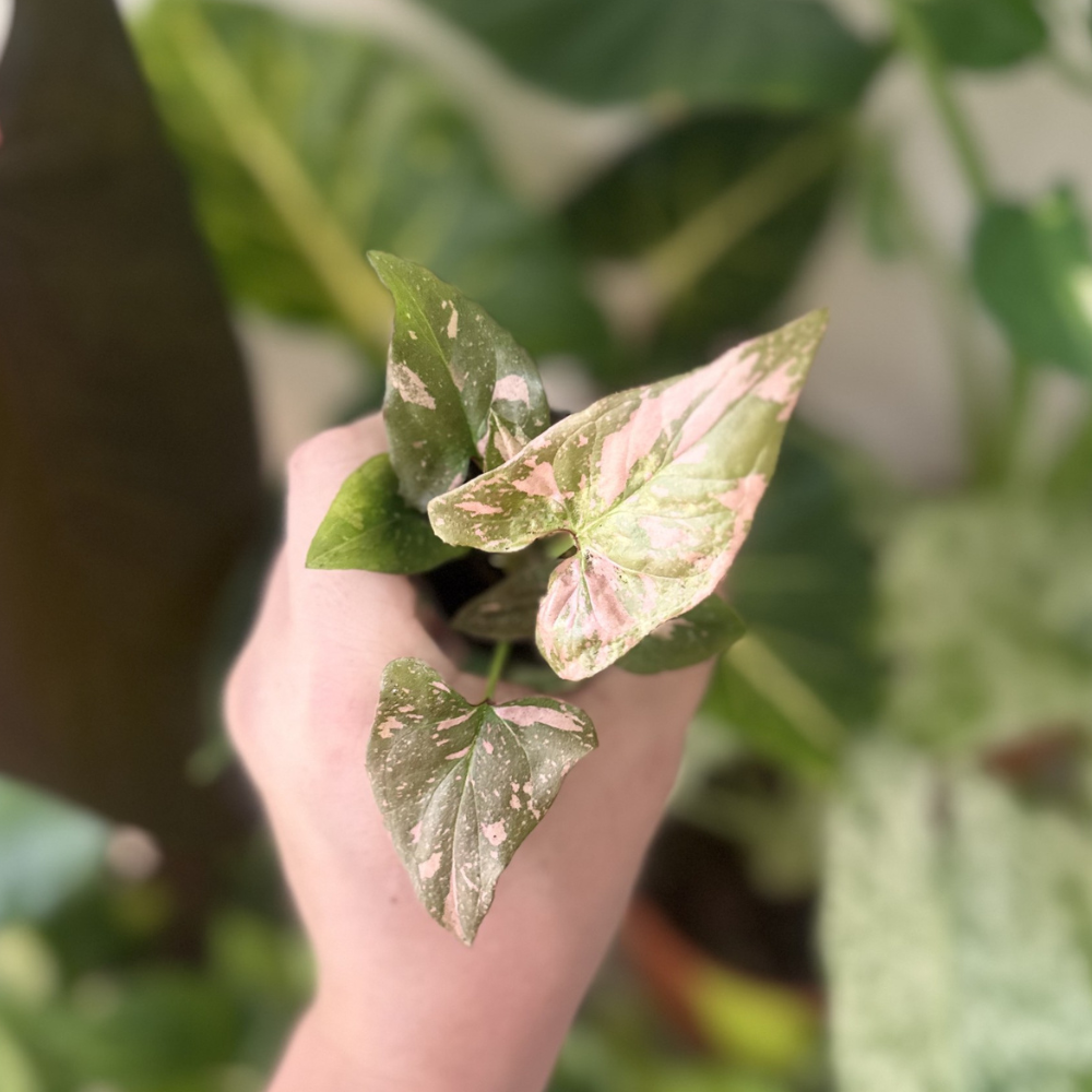 Syngonium 'Pink Splash'
