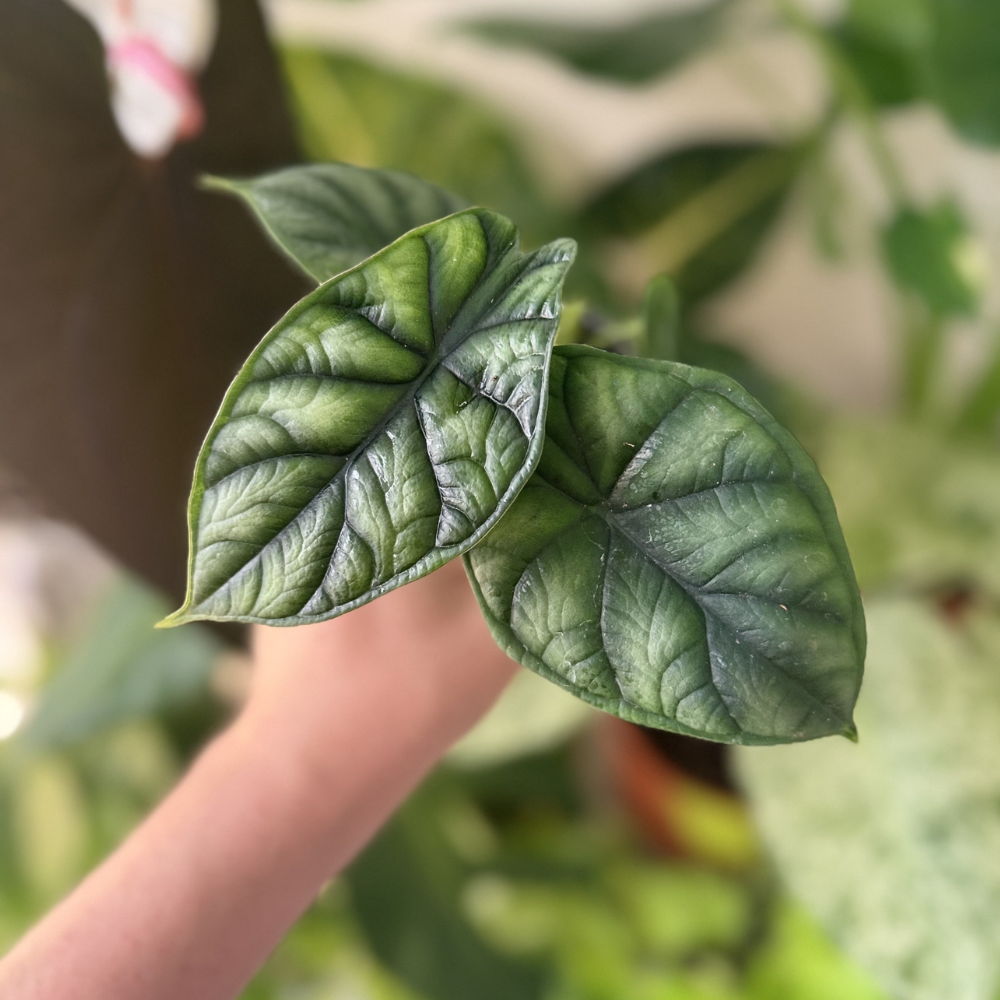 Alocasia 'Dragon Scale'