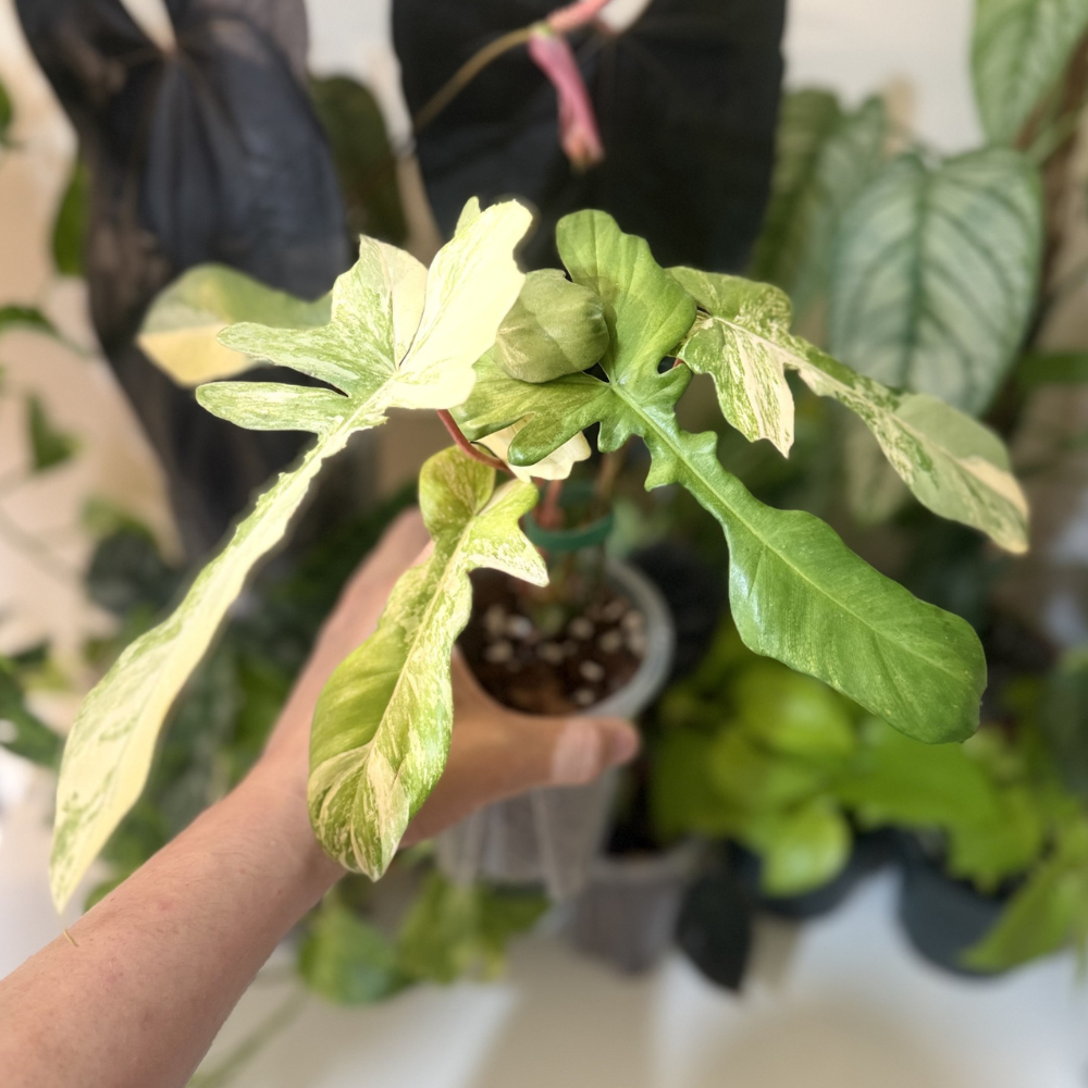 Philodendron 'Florida Beauty X Mayoi'