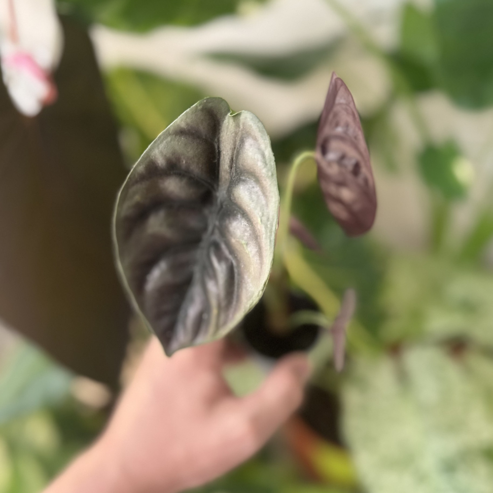 Alocasia cuprea 'Red Secret'
