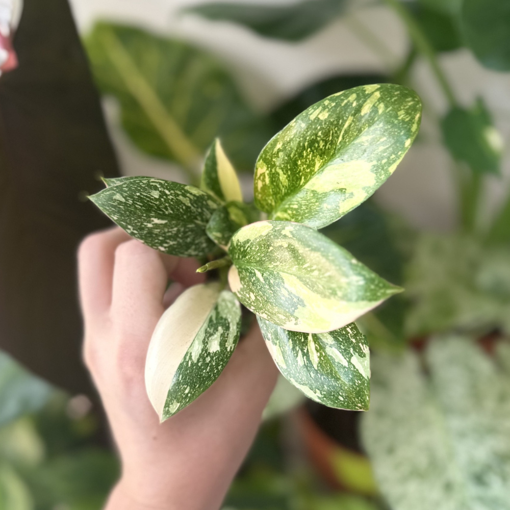 Philodendron 'Green Congo Variegated'