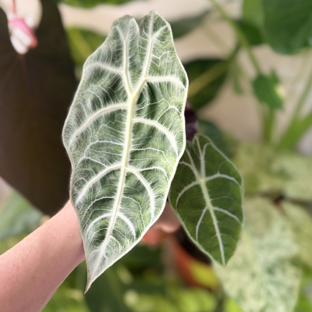 Alocasia 'Watsoniana Lightning'