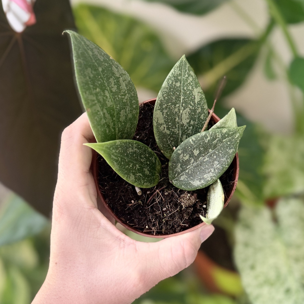 Hoya wibergiae