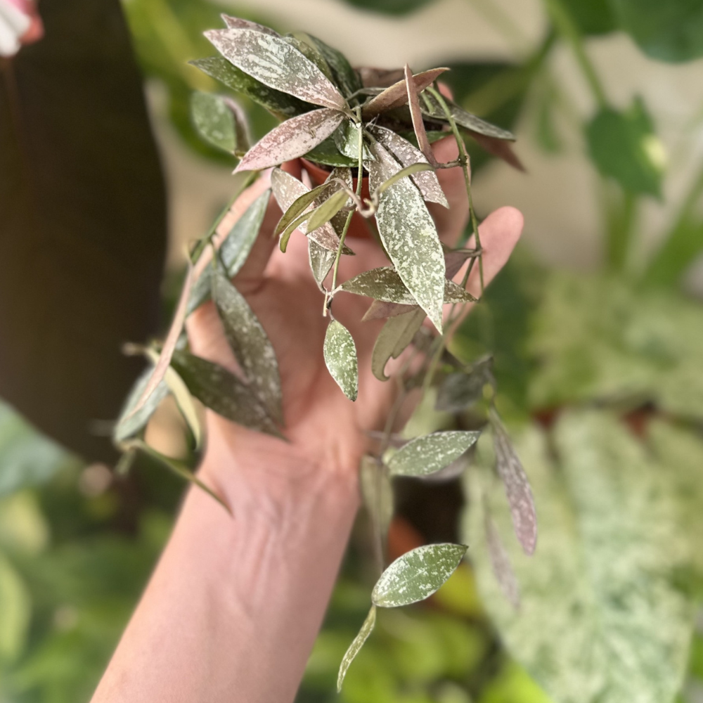 Hoya lacunosa sp. Laos