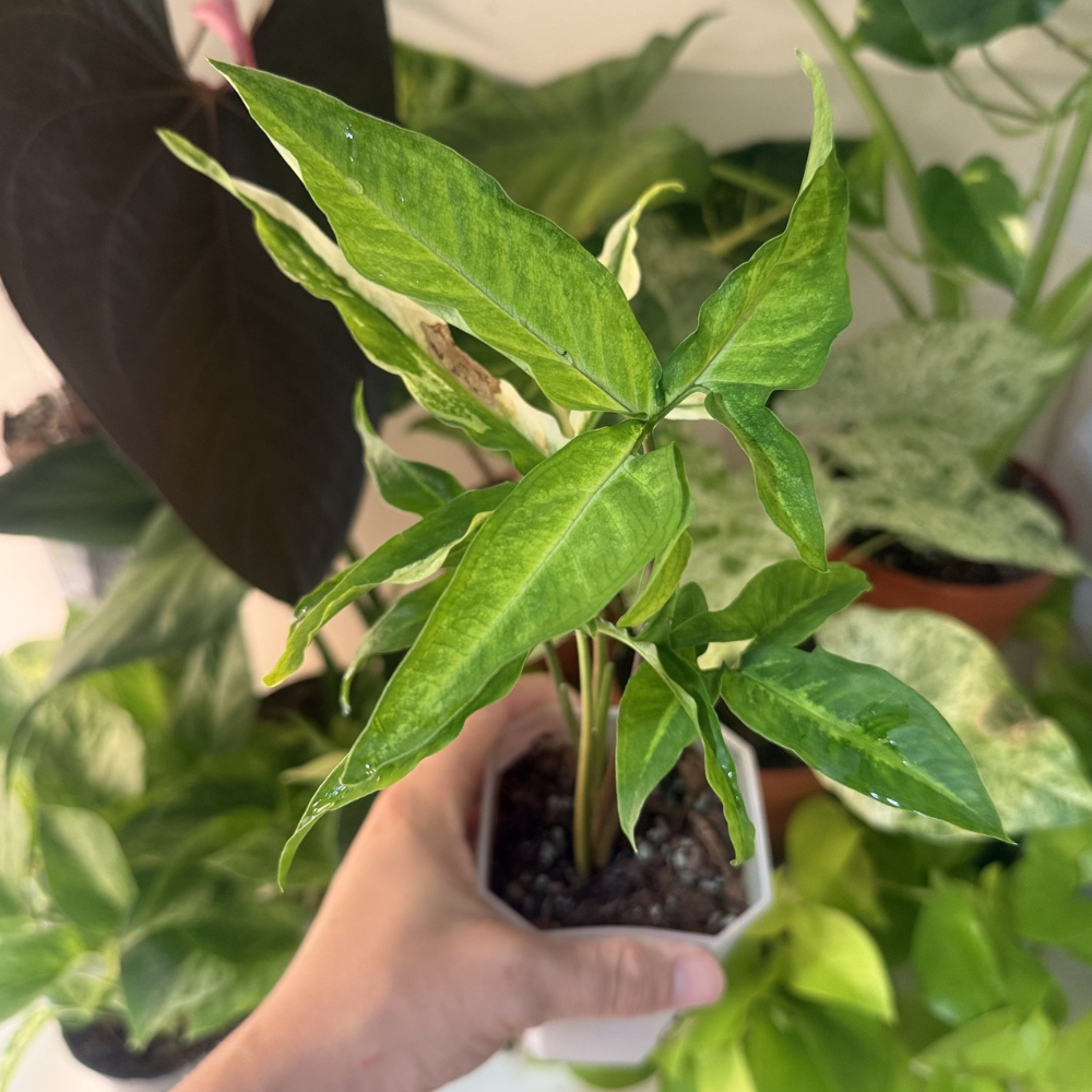 Syngonium angustatum 'Variegated'