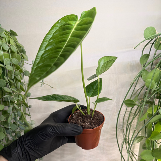 Anthurium veitchii 'Narrow' 8cm - #2