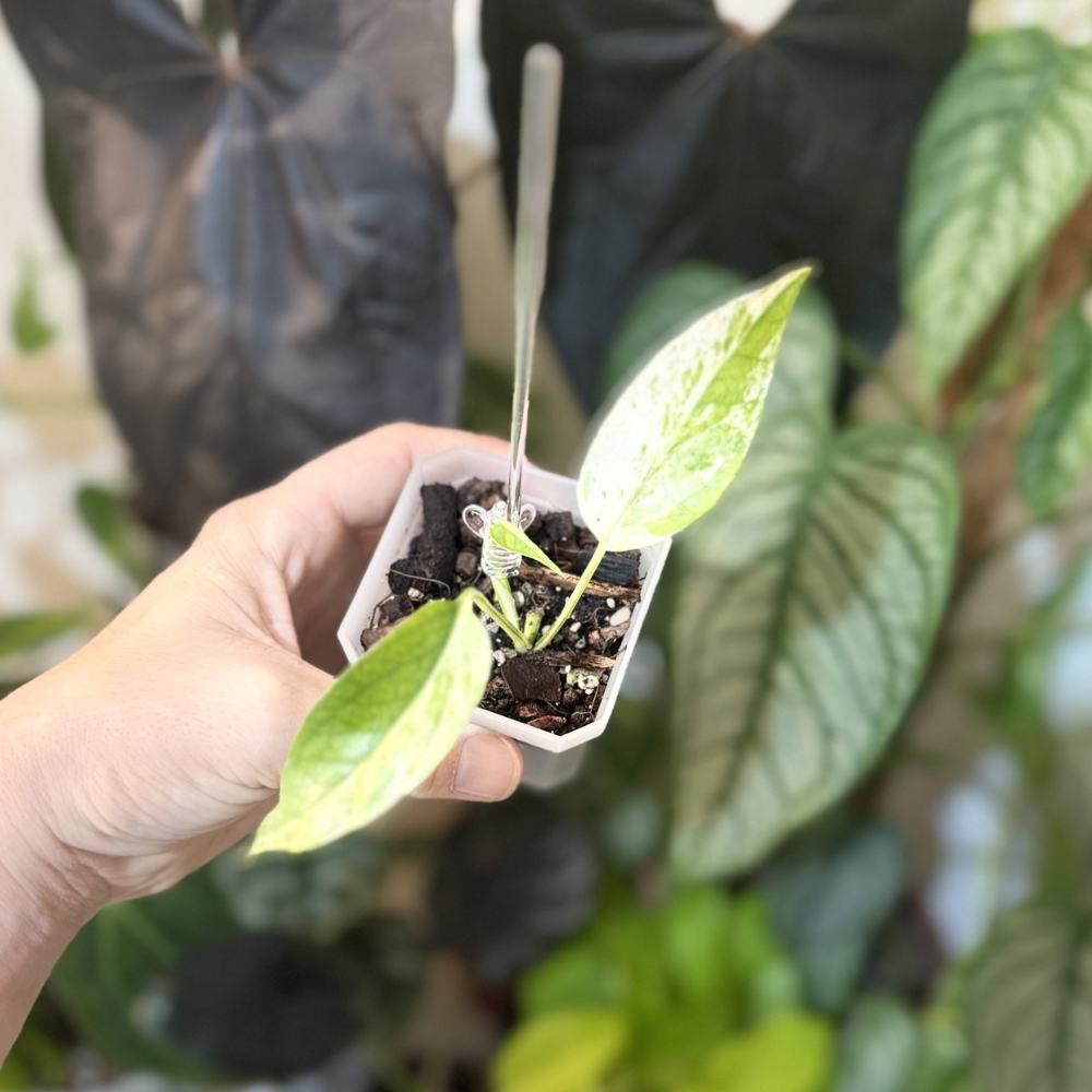 Epipremnum pinnatum 'Cebu Blue Variegated'