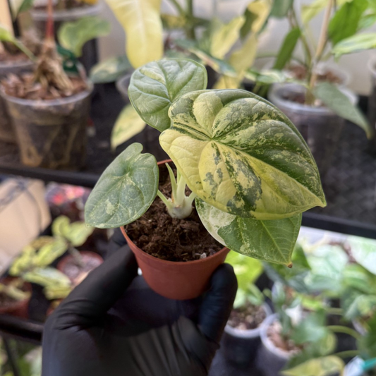 Alocasia 'Silver Dragon Variegated'