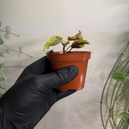 Begonia 'Dainty Spray Sport Variegata' 8cm - #2