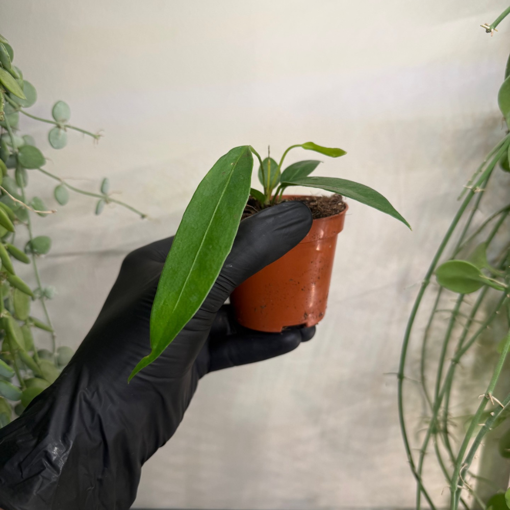 Anthurium wendlingeri 8cm - #1