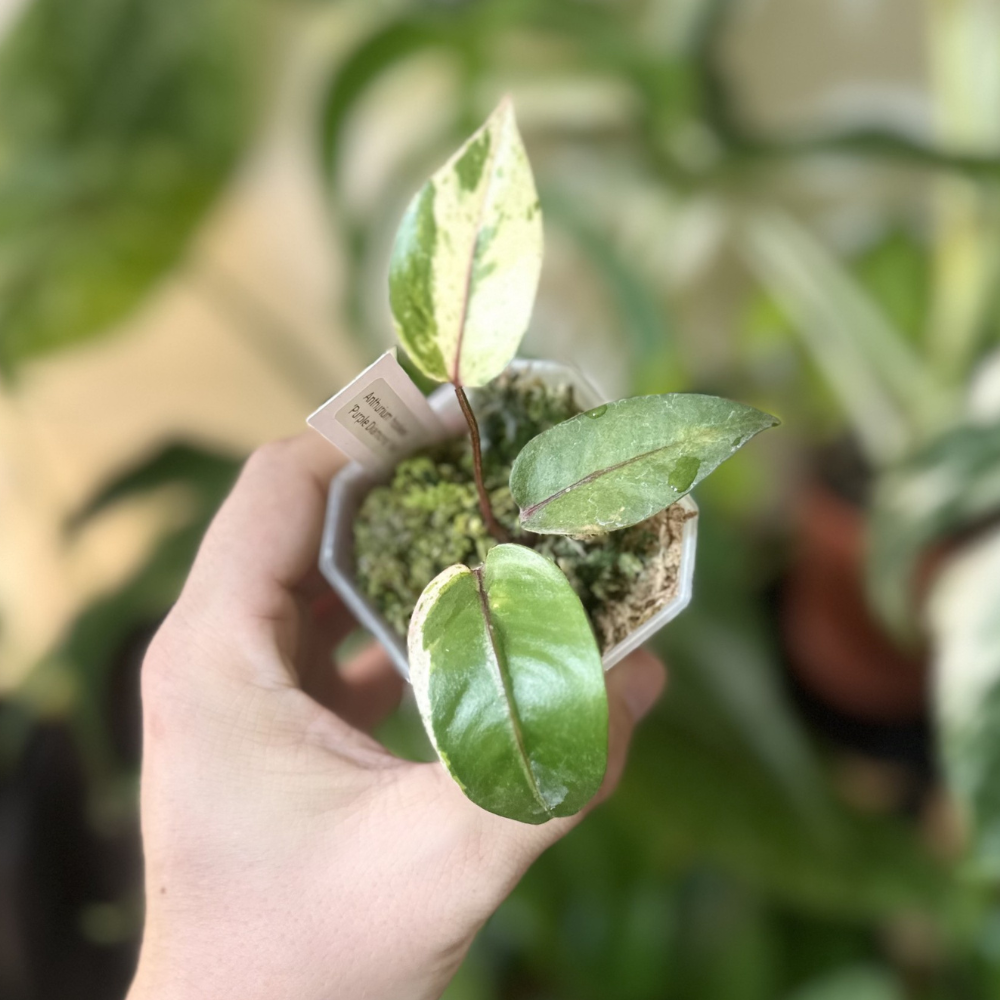 Anthurium hookeri 'Purple Diamond Variegated'