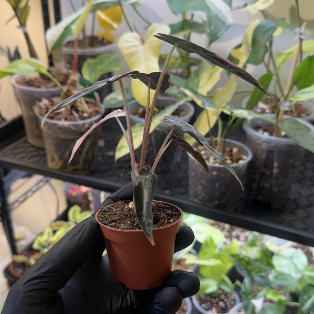 Alocasia 'Bambino Pink Variegated'