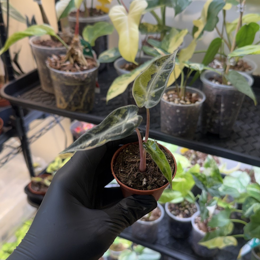 Alocasia 'Bambino Aurea Variegated'
