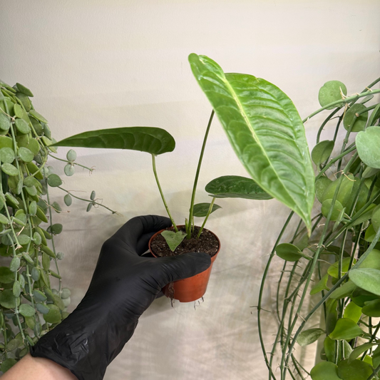 Anthurium veitchii 'Narrow' 8cm - #3