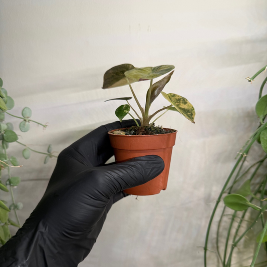 Alocasia wentii 'Variegata' 7cm - #3