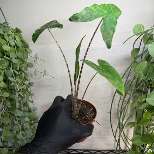 Alocasia zebrina 'Reticulata' 10.5cm - #3