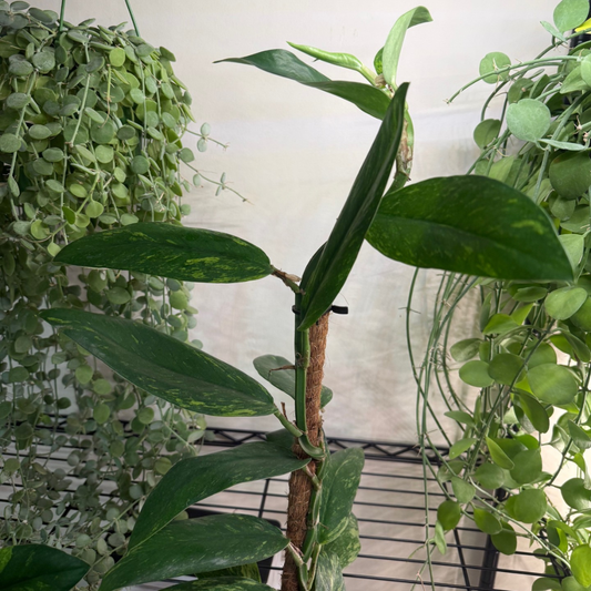 Rhaphidophora elliptica 'Aurea Variegata' 10.5cm - #3