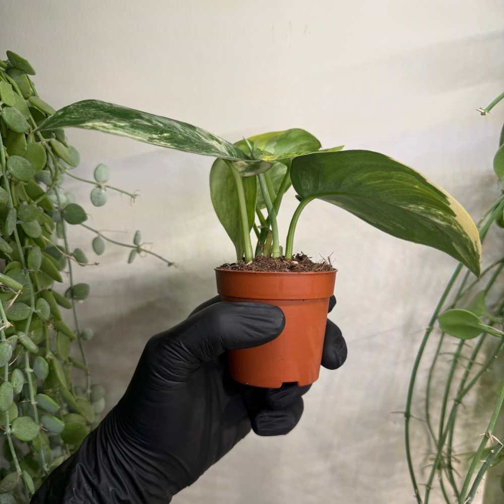 Scindapsus 'Jade Satin Variegata' 7cm - #3