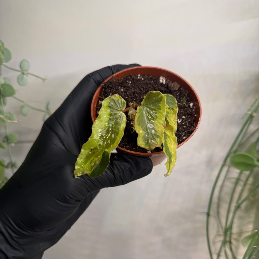 Begonia 'Dainty Spray Sport Variegata' 8cm - #2