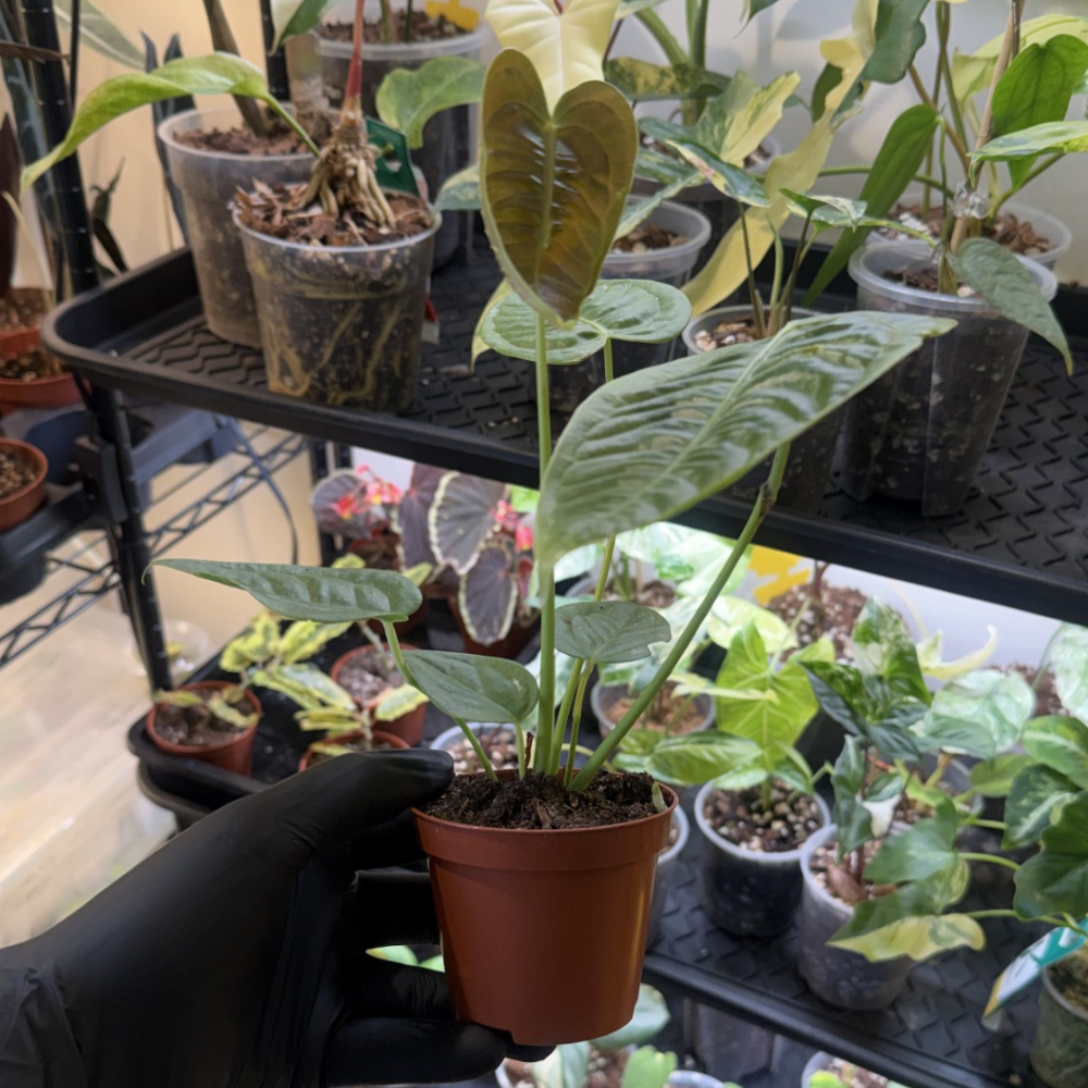 Anthurium veitchii 'Narrow Form'
