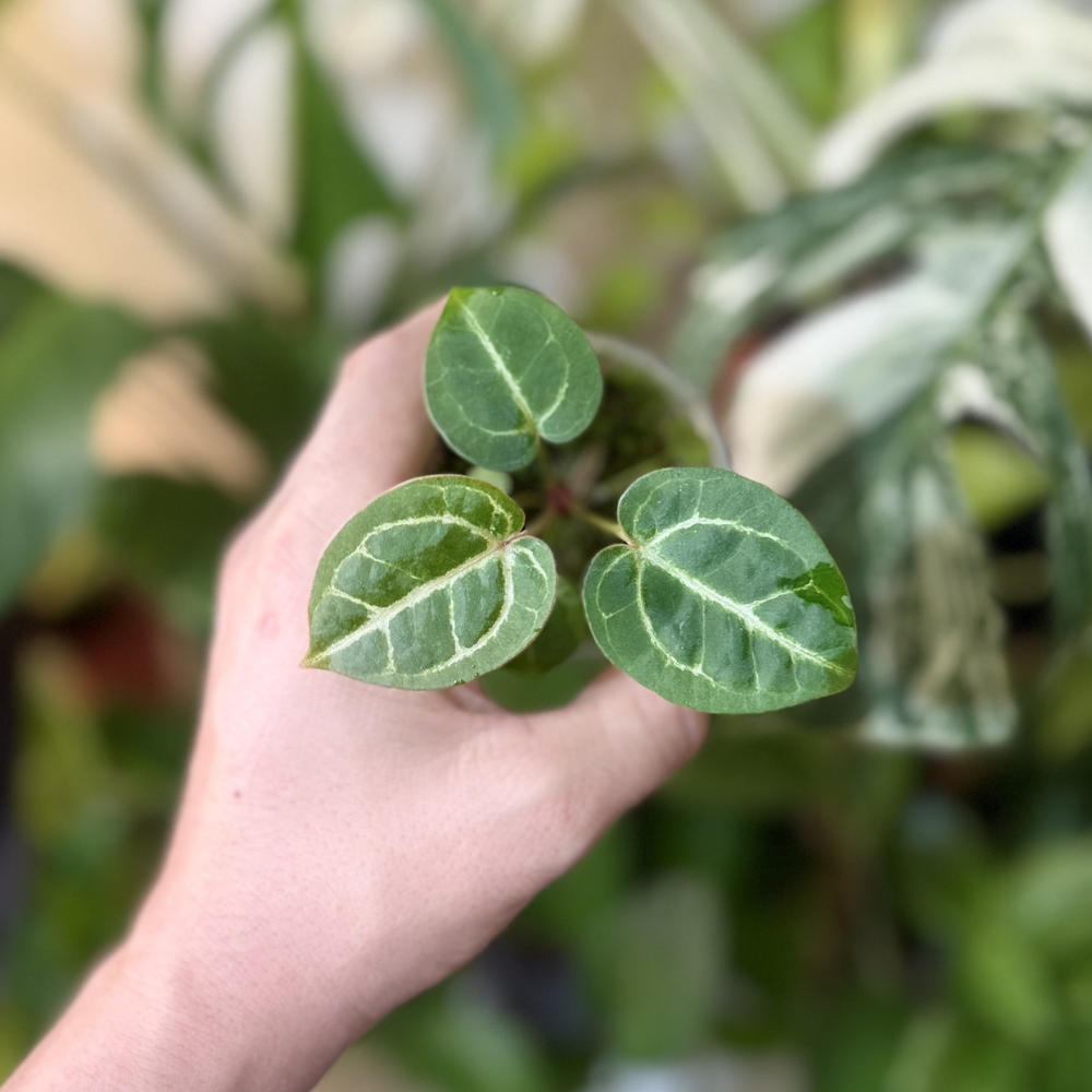 Anthurium 'Dora Bowl X Michelle Var'