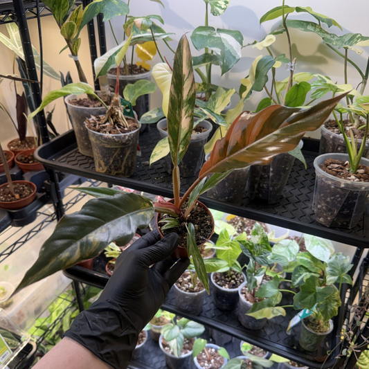 Philodendron 'Caramel Marble'