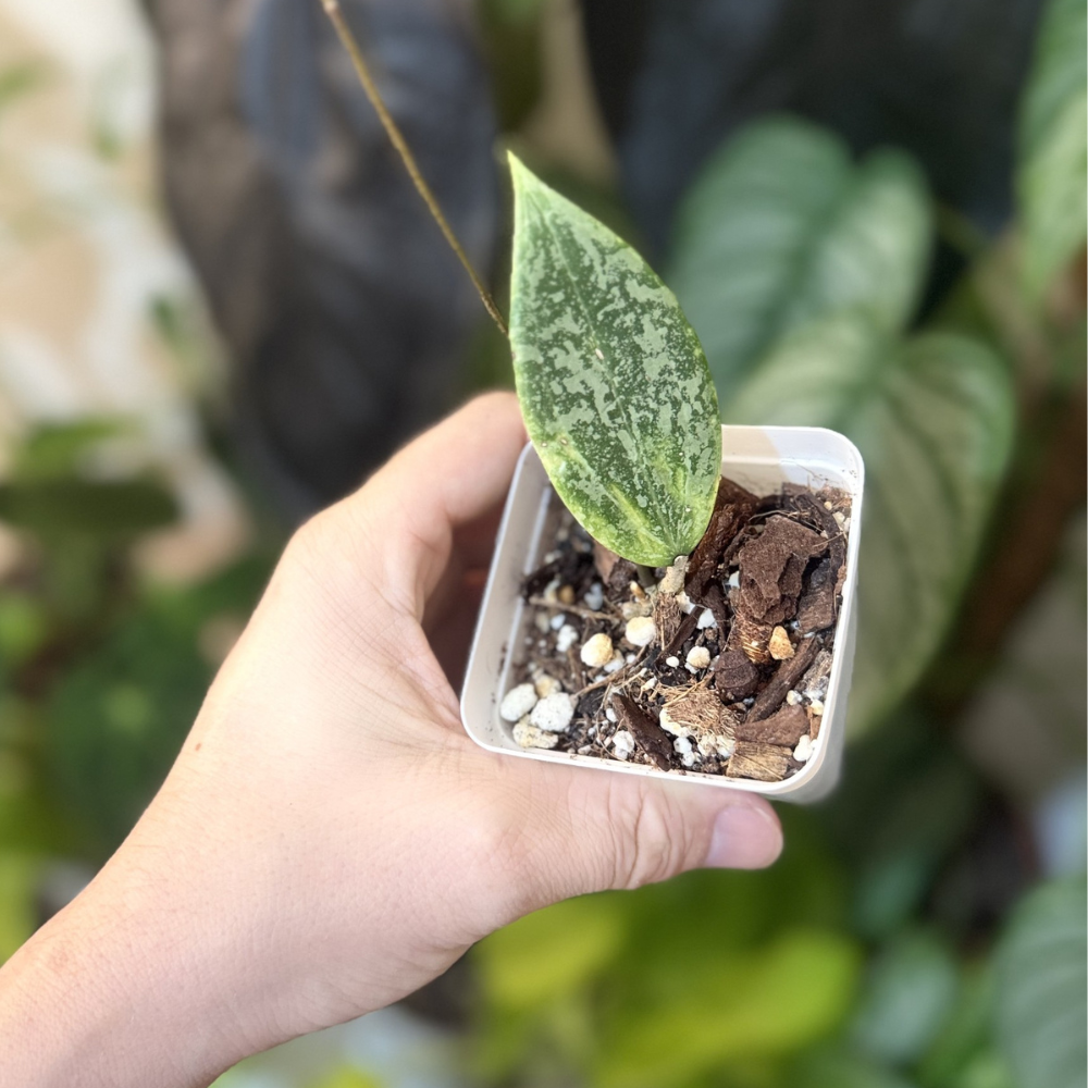Hoya verticillata (wibergiae)