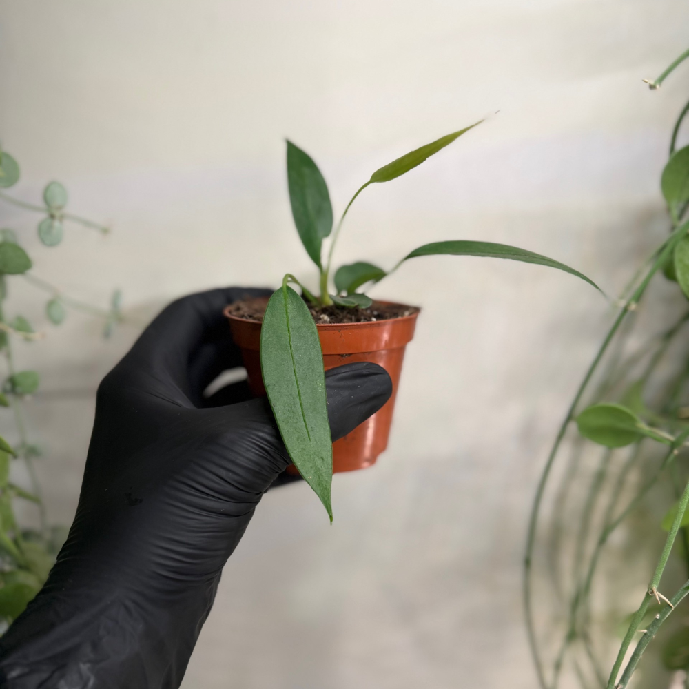 Anthurium wendlingeri 8cm - #2