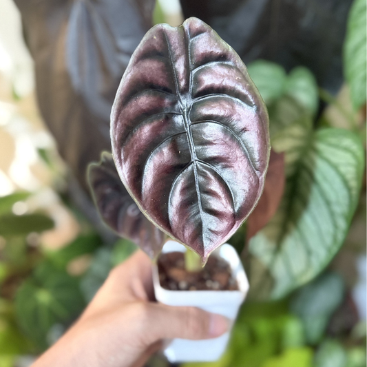 Alocasia cuprea 'Red Secret'