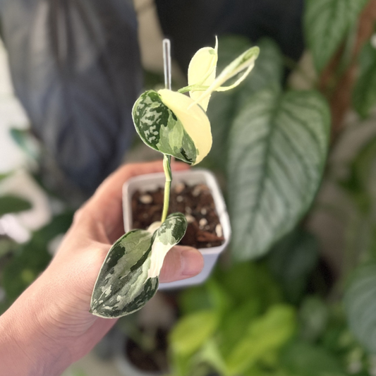Scindapsus 'Mayari Variegated'