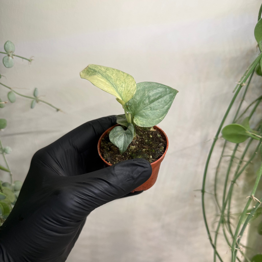 Amydrium medium 'Silver Variegata' 6cm - #3