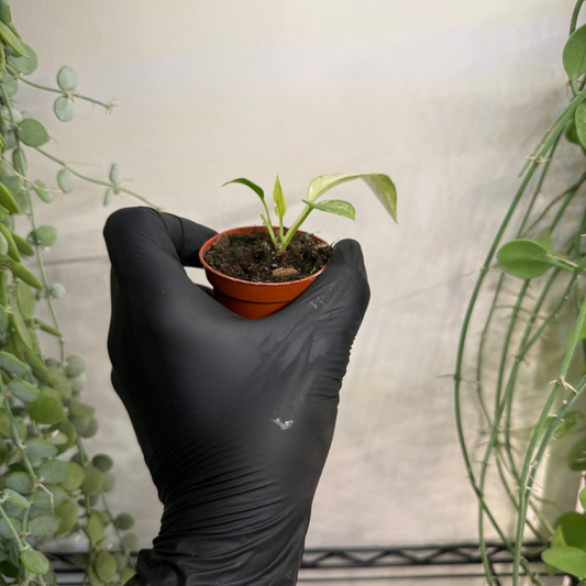 Anthurium vittariifolium 'Variegata' 6cm - #4