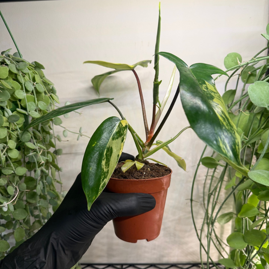 Philodendron 'Florida Beauty' 9cm - #2