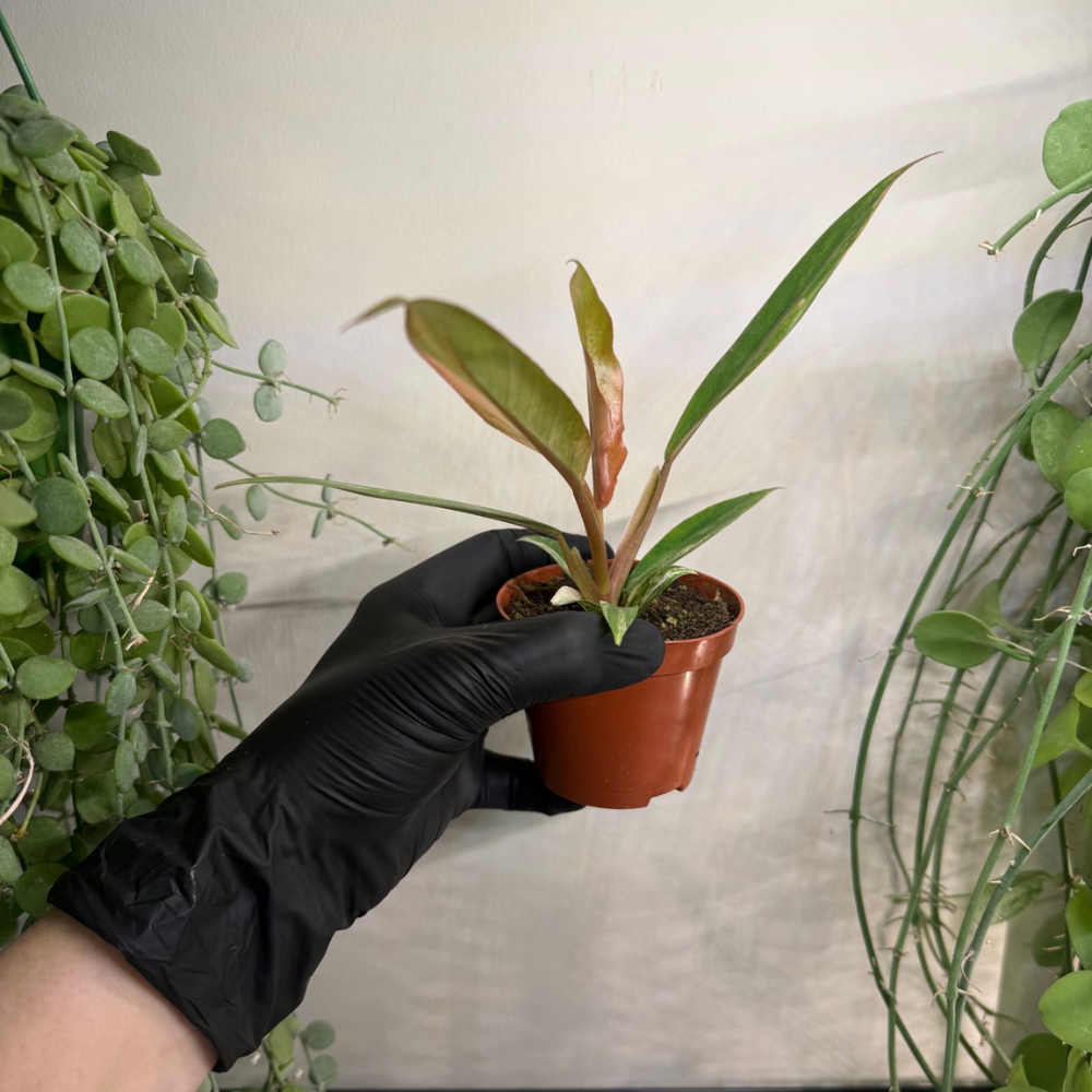 Philodendron 'Caramel Marble' 8cm - #1