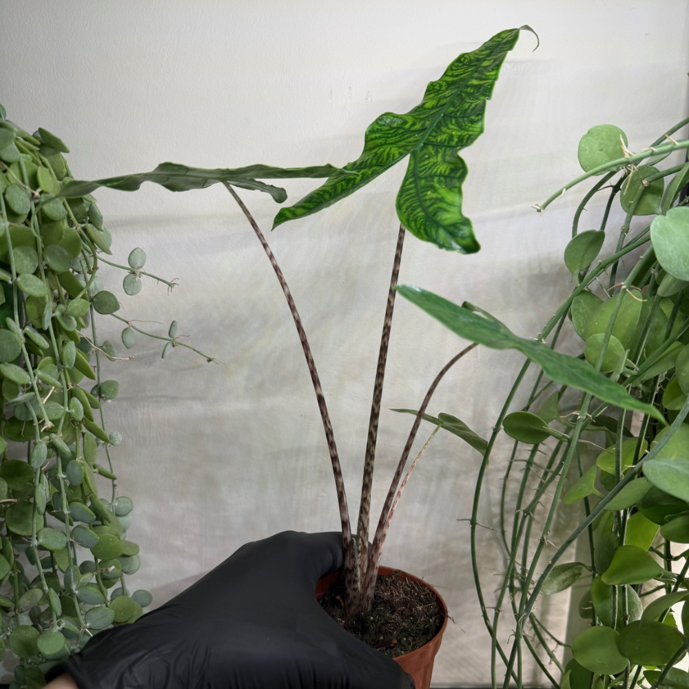 Alocasia zebrina 'Reticulata' 10.5cm - #4