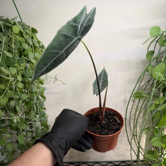 Alocasia longiloba 'Silver' 10.5cm - #4