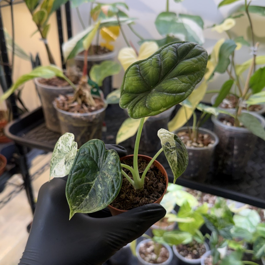 Alocasia 'Dragon Scale Variegated'