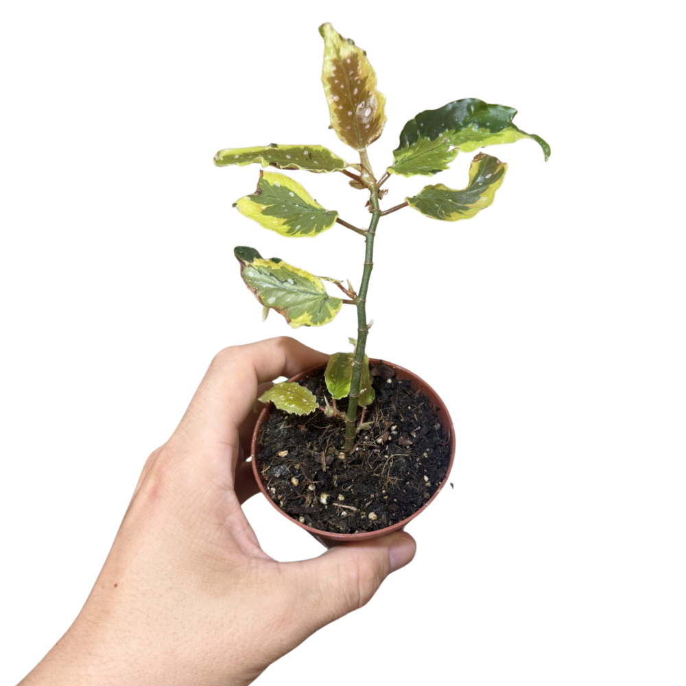Begonia 'Dainty Spray Sport Variegated' - TLC