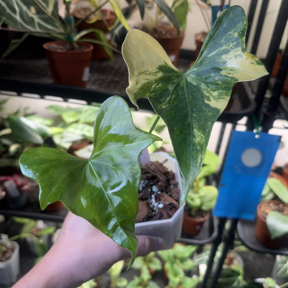 Anthurium 'Pterodactyl Variegated'