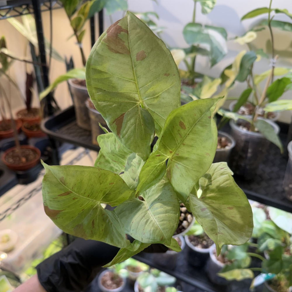 Plants Under £20