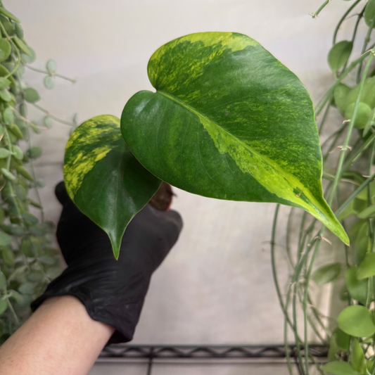 Monstera deliciosa 'Aurea Variegata' 10.5cm - #2