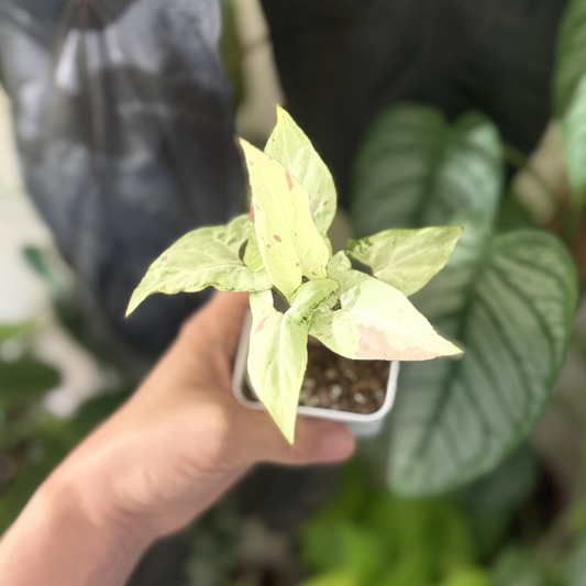 Syngonium 'Strawberry Milk'