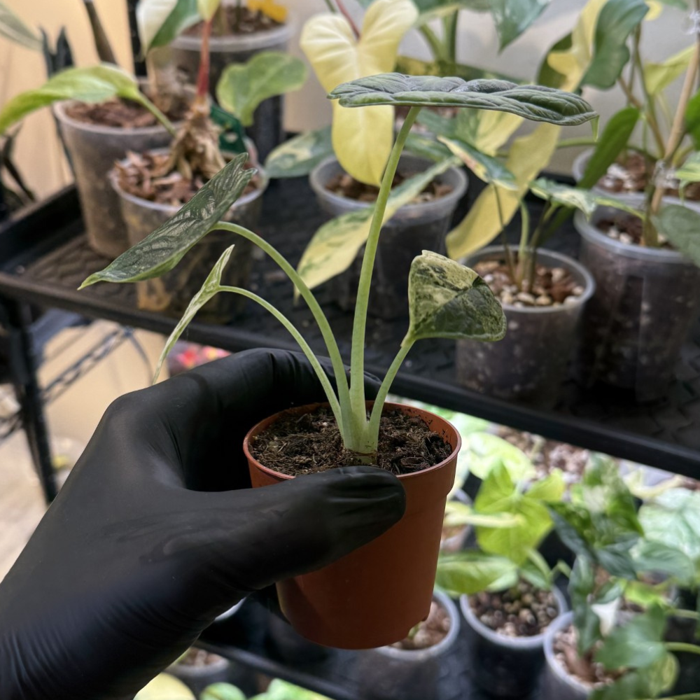 Alocasia 'Dragon Scale Variegated'