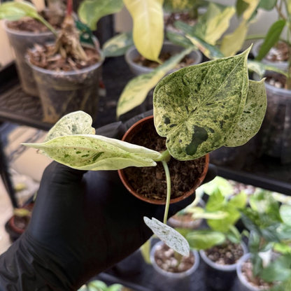 Alocasia 'Dragon Scale Variegated'