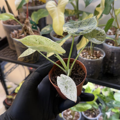 Alocasia 'Dragon Scale Variegated'